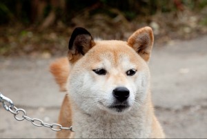 女優犬・イチの名演が光る！　「ひまわりと子犬の7日間」のイチに注目