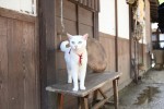 『猫侍』激カワ写真