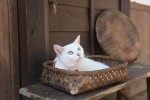 『猫侍』激カワ写真