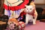 『猫侍 SEASON 2』WEB初出し写真