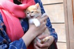 『猫侍SEASON2』WEB初出し写真