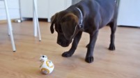 BB‐8 のラジコンと一緒に遊ぶラブラドール犬が可愛すぎる！