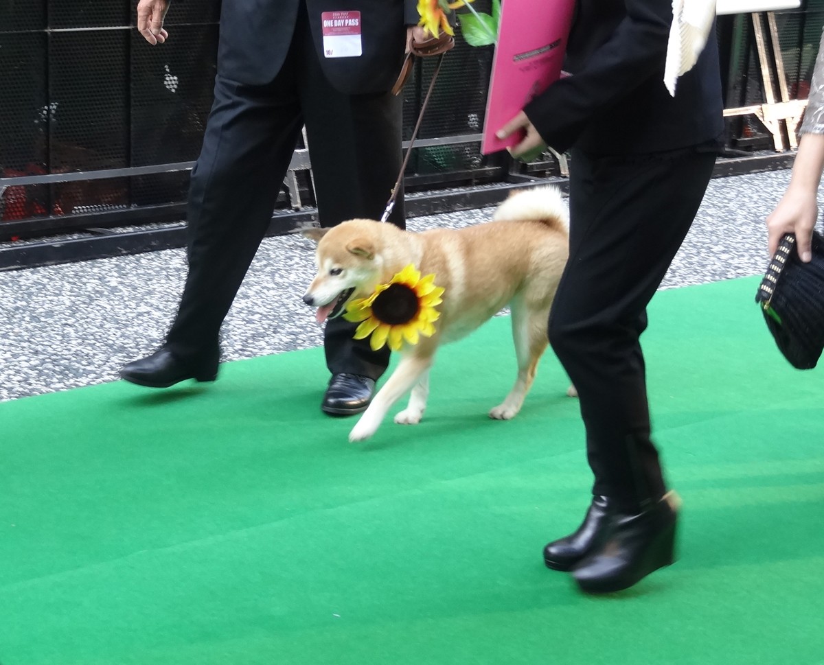 東京国際映画祭