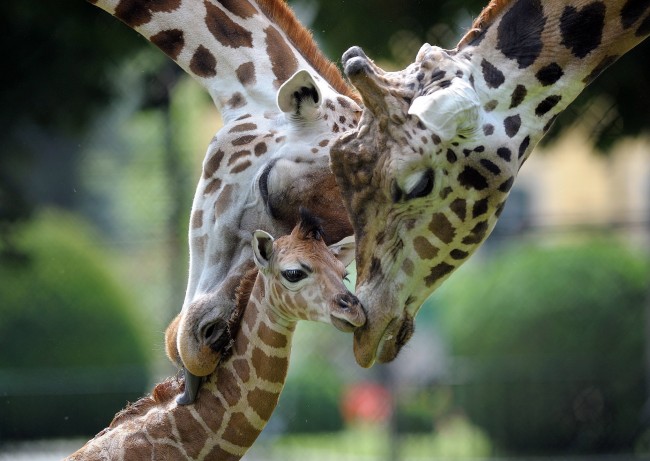 動物親子の愛情を写した 美しすぎる画像 12年12月31日 気になる ニュース クランクイン