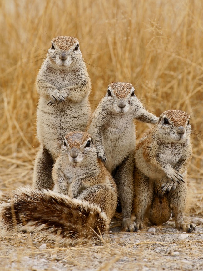 気分はアイドル Exile熊 カメラ目線の動物たち 13年1月26日 写真 気になる 特集 クランクイン 気分はアイドル Exile熊 カメラ目線の動物たち 13年1月26日 写真 気になる 特集 クランクイン