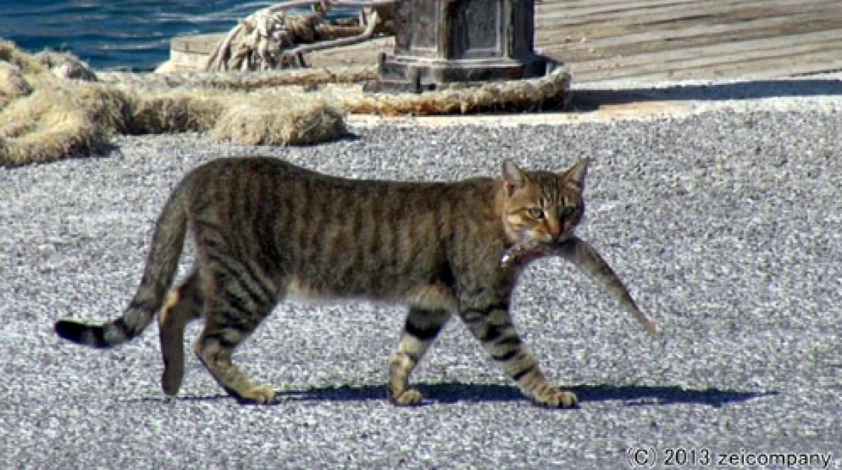 ねこ