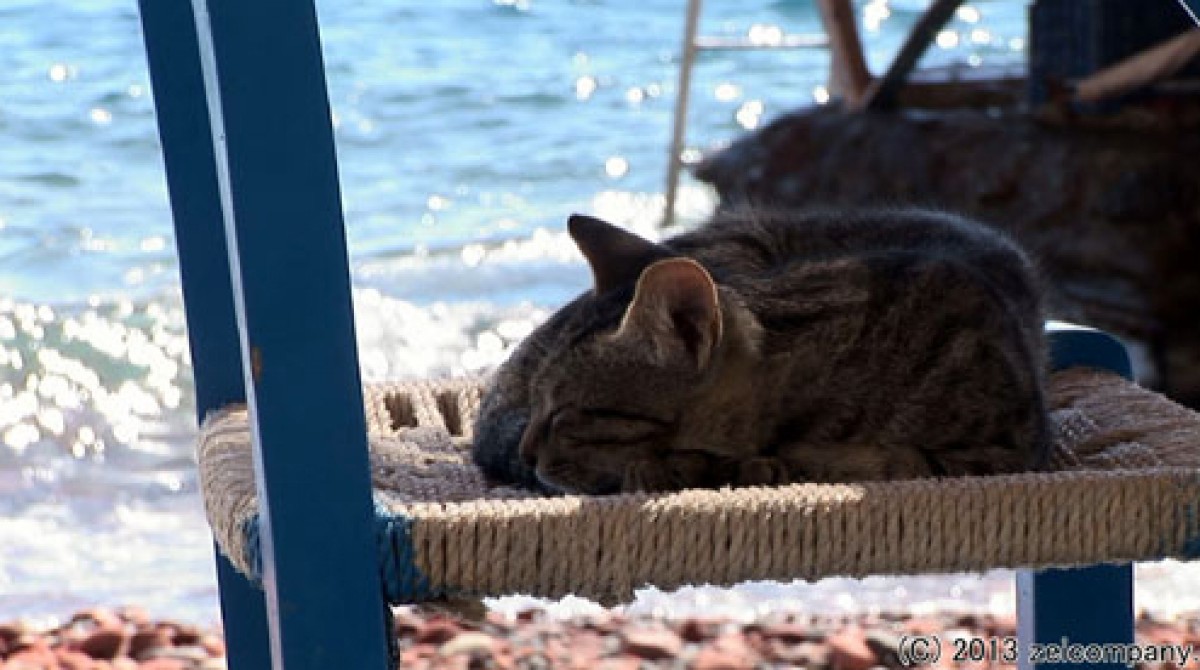 ねこ