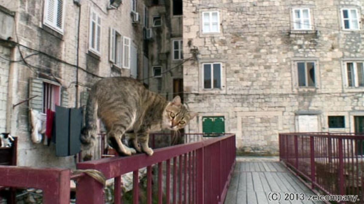ねこ