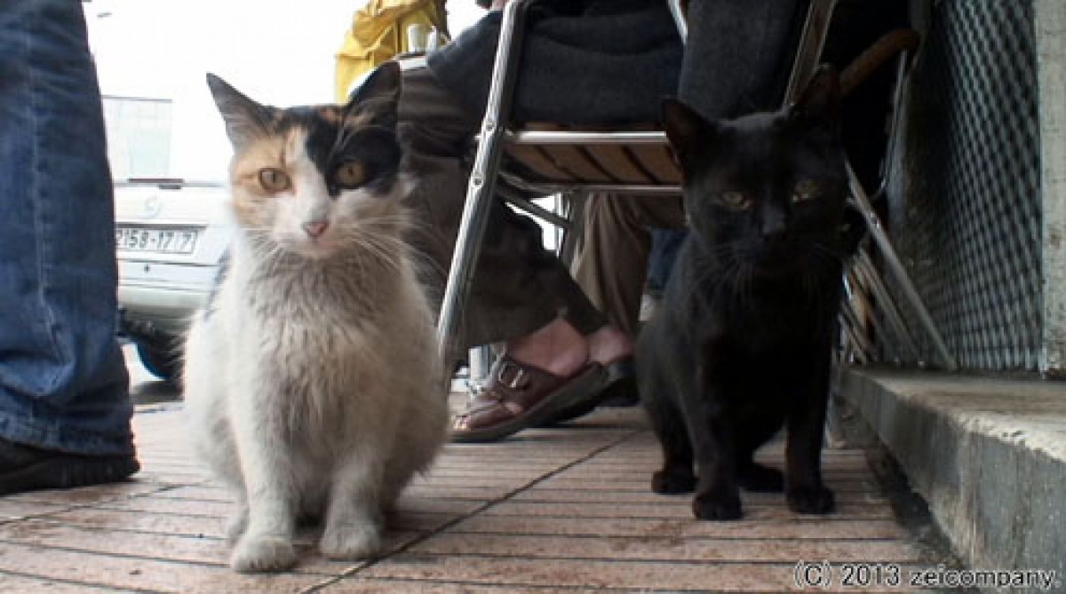 ねこ