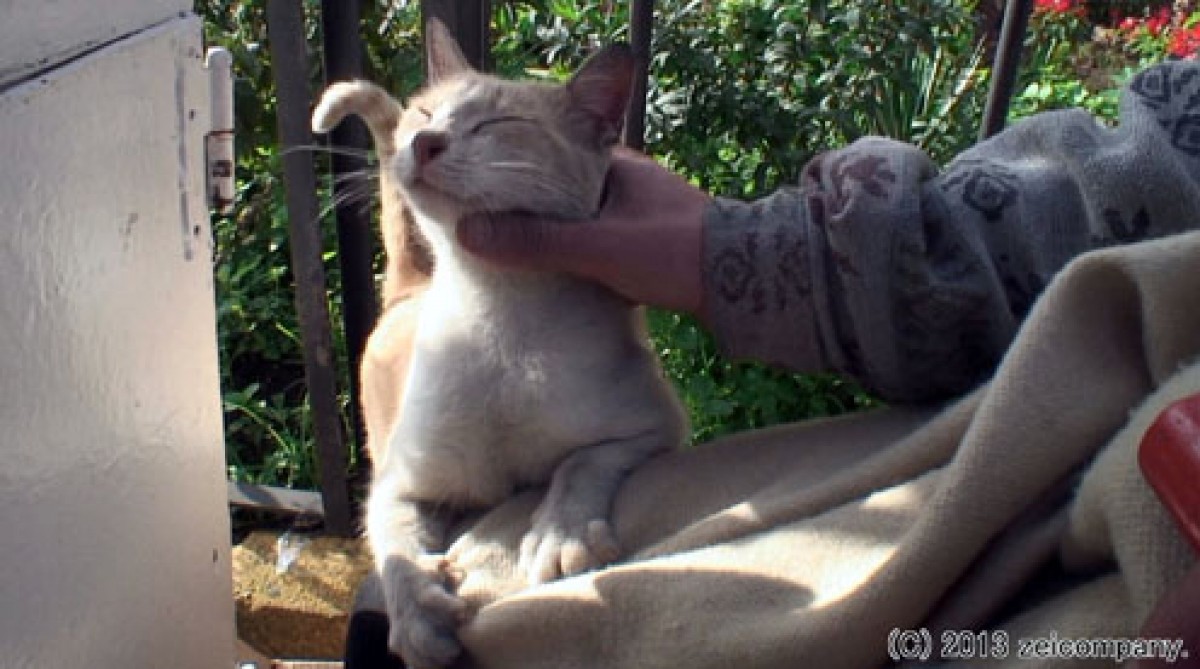 ねこ