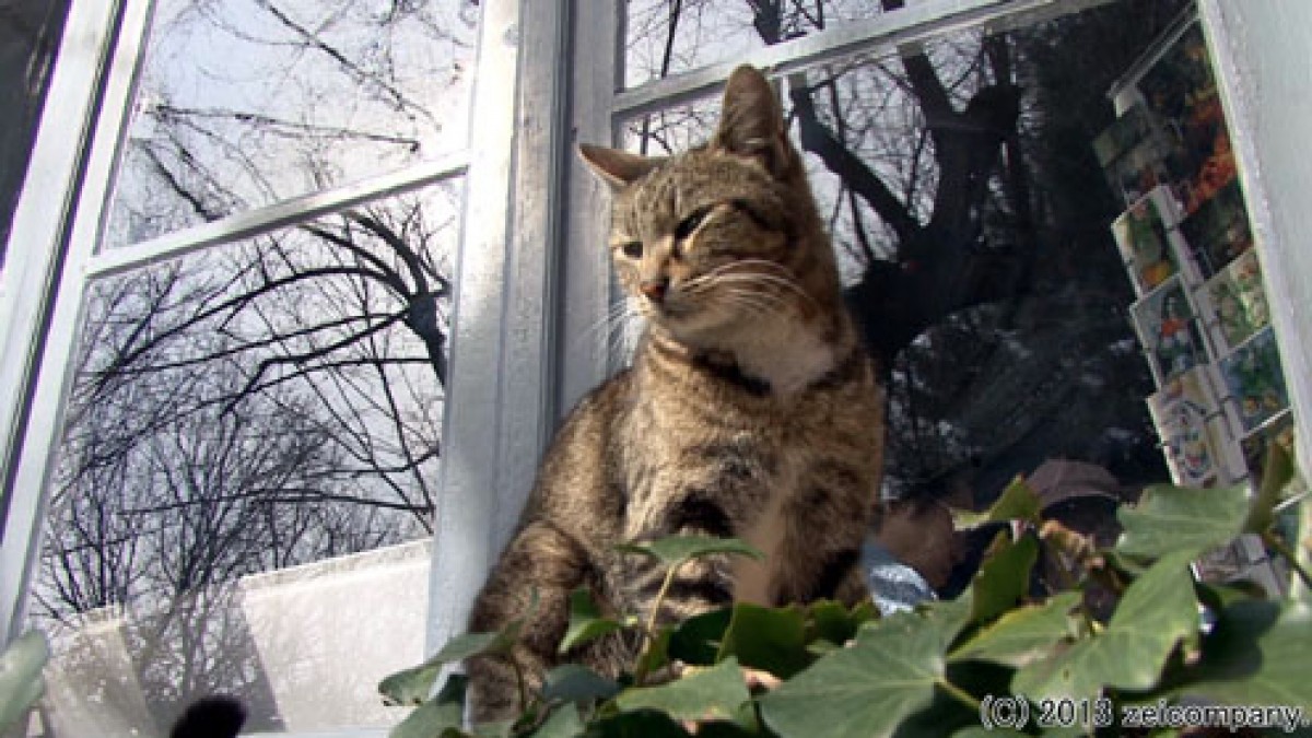 ねこ