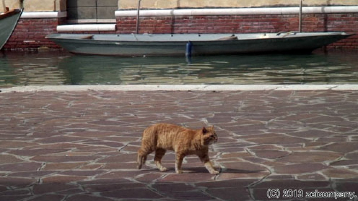 ねこ
