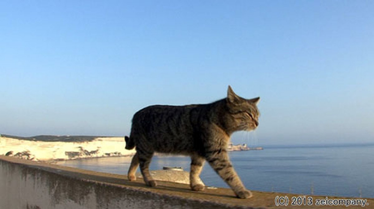 ねこ