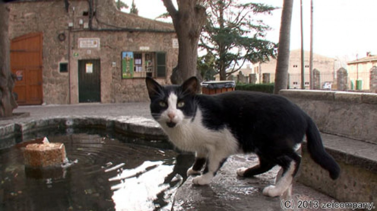 ねこ