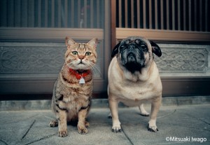 岩合光昭写真展「ねこ」