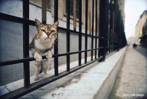 岩合光昭写真展「ねこ」