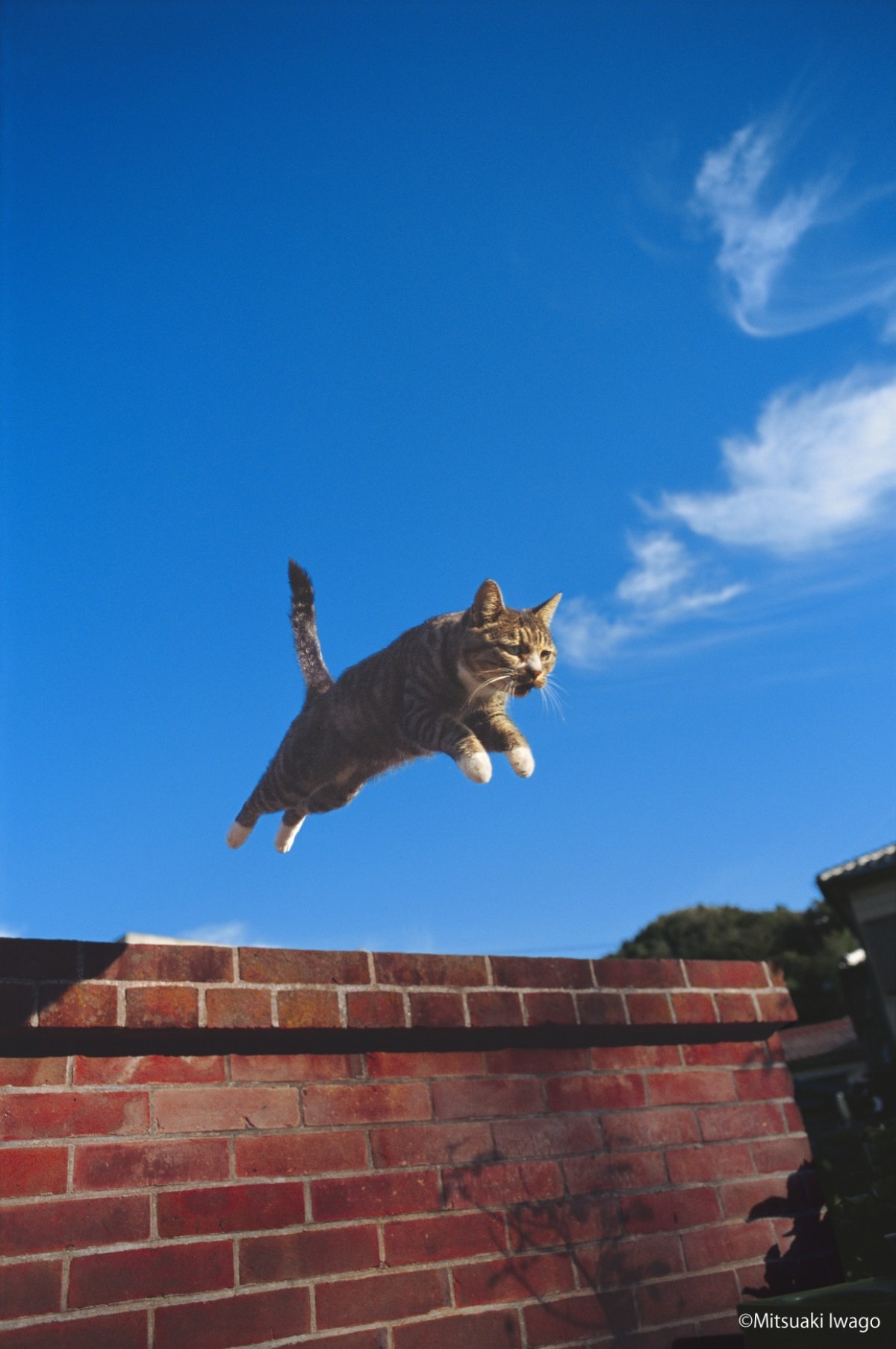 動物