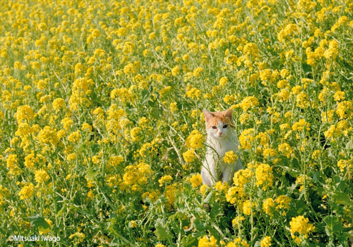 動物