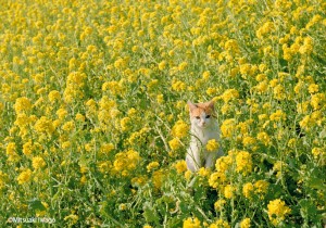 岩合光昭写真展「ねこ」