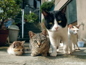 岩合光昭写真展「ねこ」