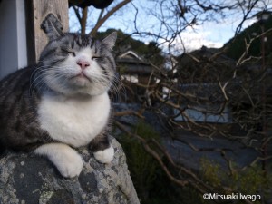 岩合光昭写真展「ねこ」