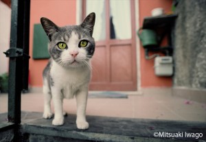 岩合光昭写真展「ねこ」