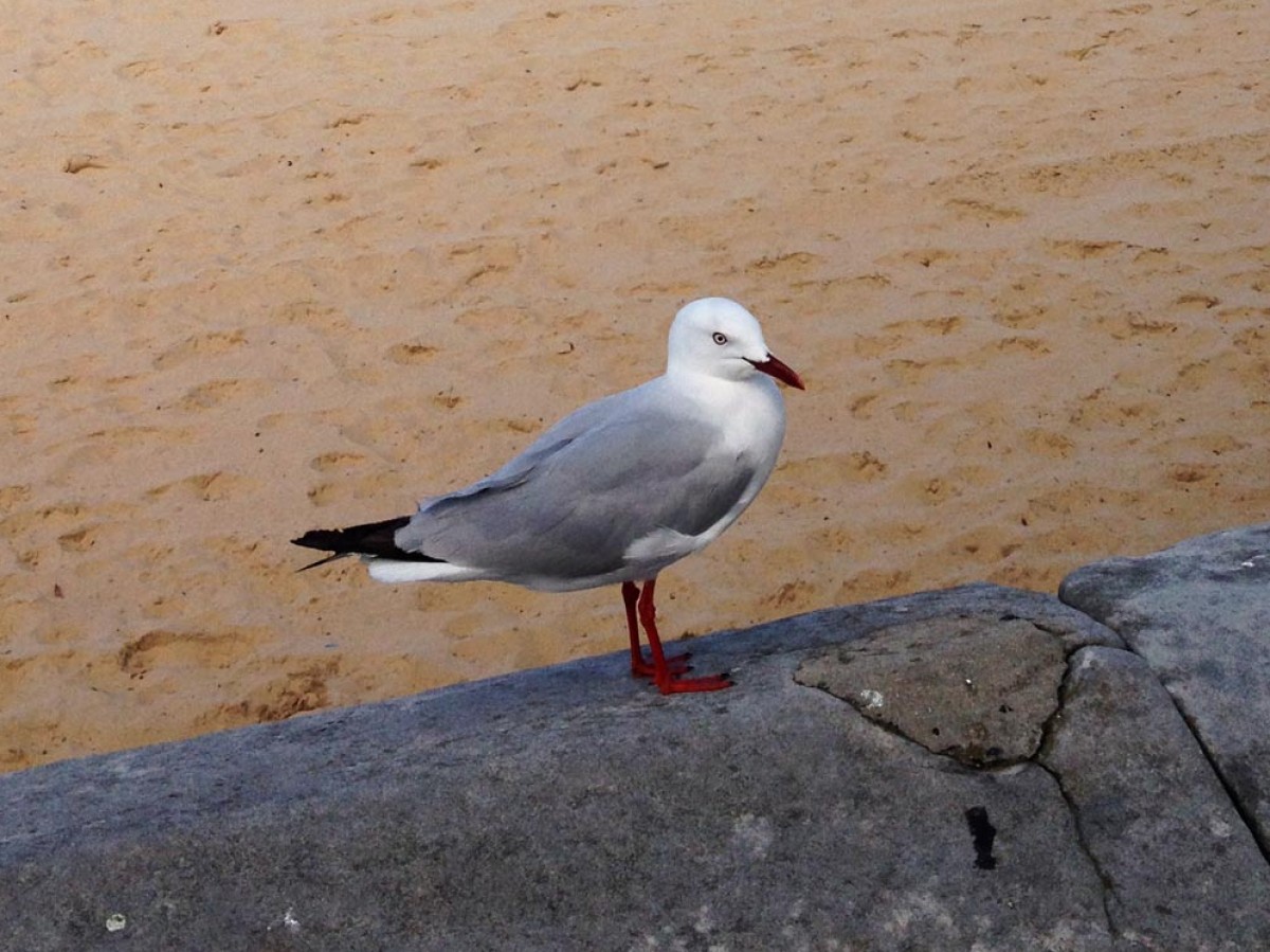 海外小ネタ