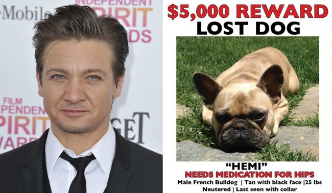 ジェレミー レナーの愛犬が行方不明 報奨金50万円で必死の捜索 13年8月2日 セレブ ゴシップ ニュース クランクイン