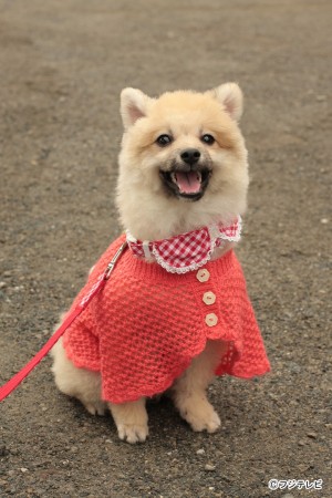 柴犬じゃないよ、ポメラニアンだよ！声は平泉成だよ！