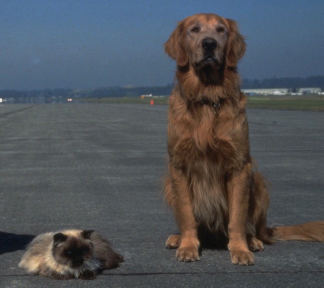 死ぬか生きるかの一大事 犬が献血して猫の命を助ける 13年8月28日 気になる ニュース クランクイン 死ぬか生きるかの一大事 犬が献血して猫の命を助ける 13年8月28日 気になる ニュース クランクイン