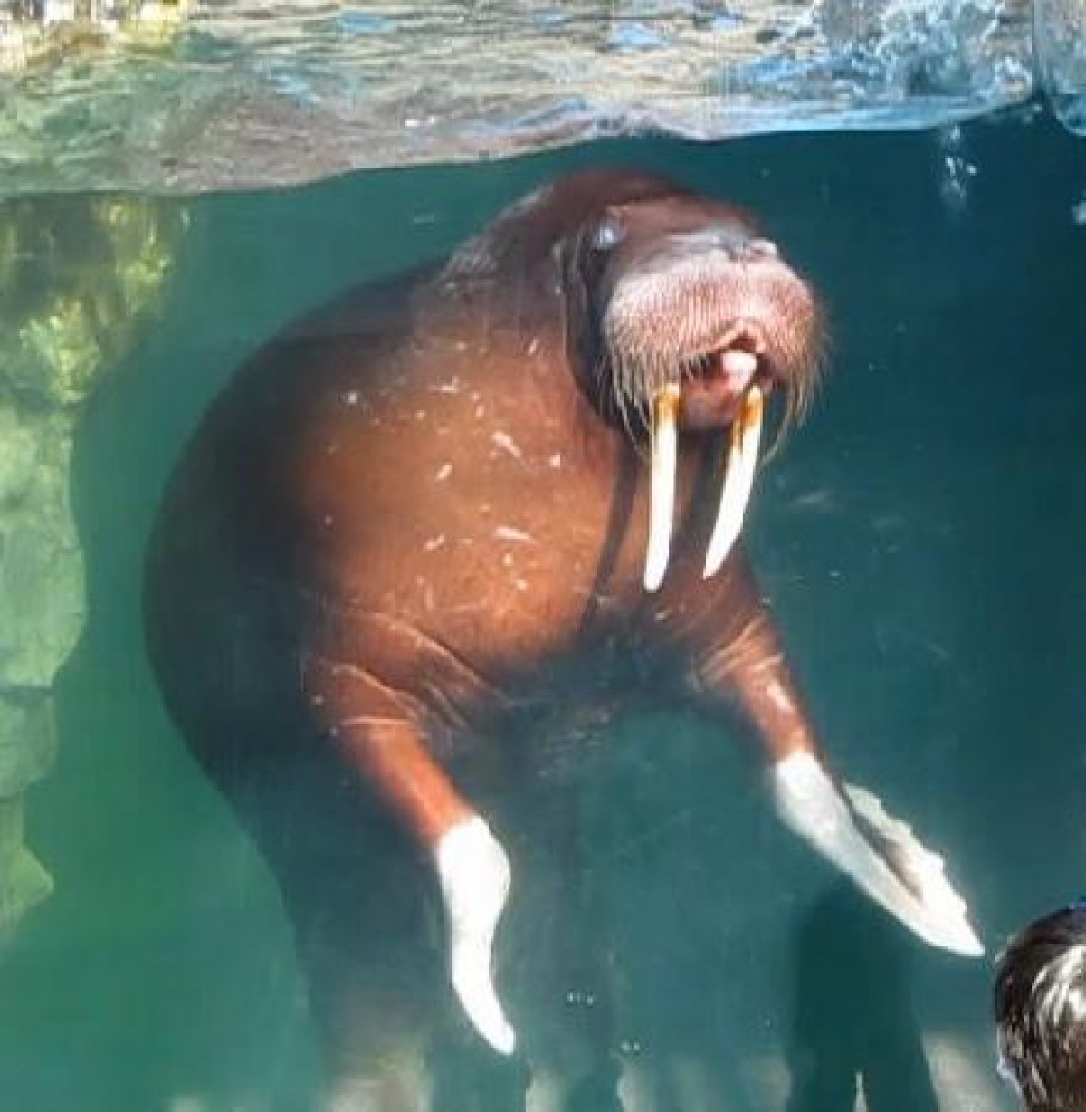 動物