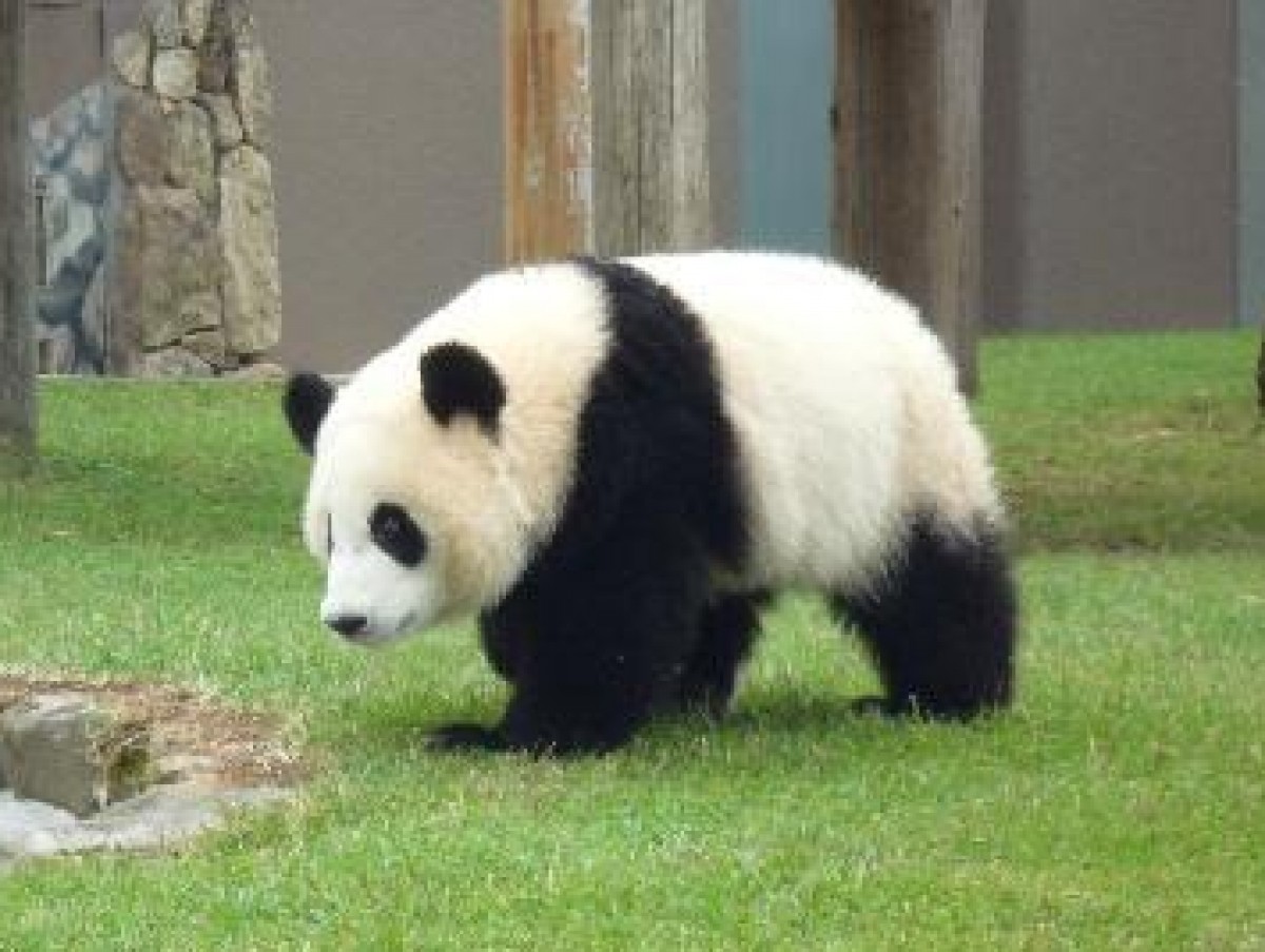 動物