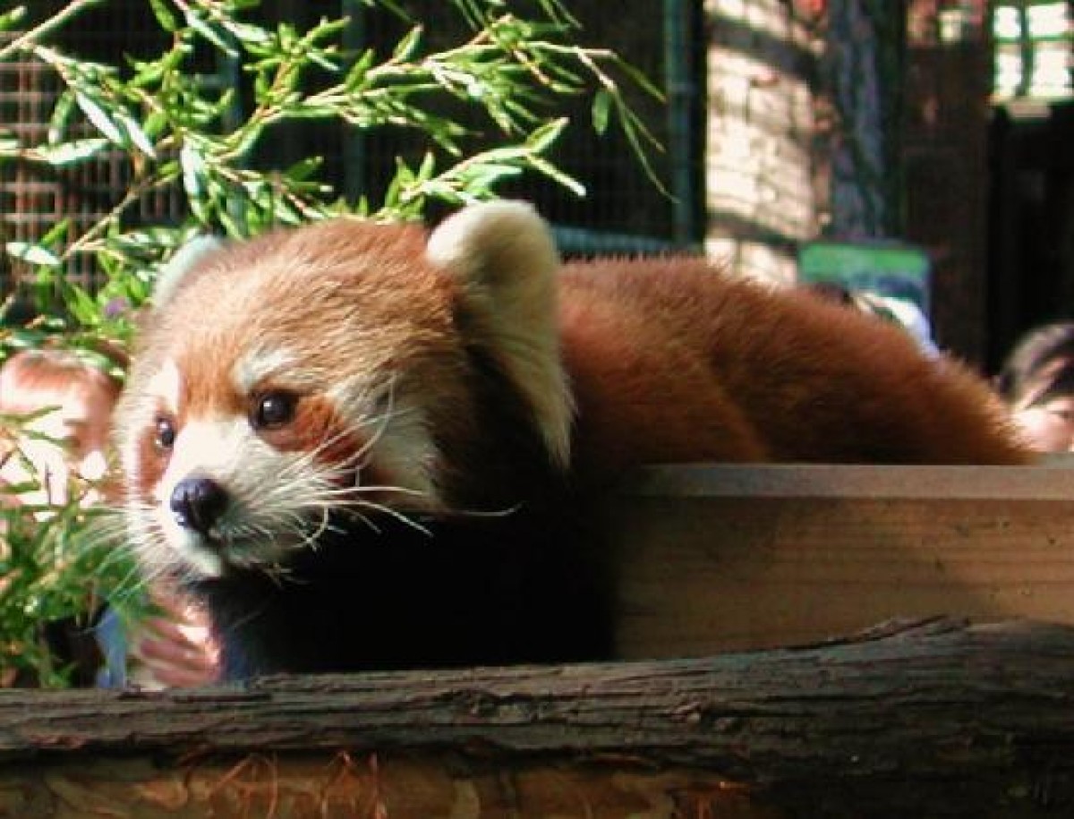 動物