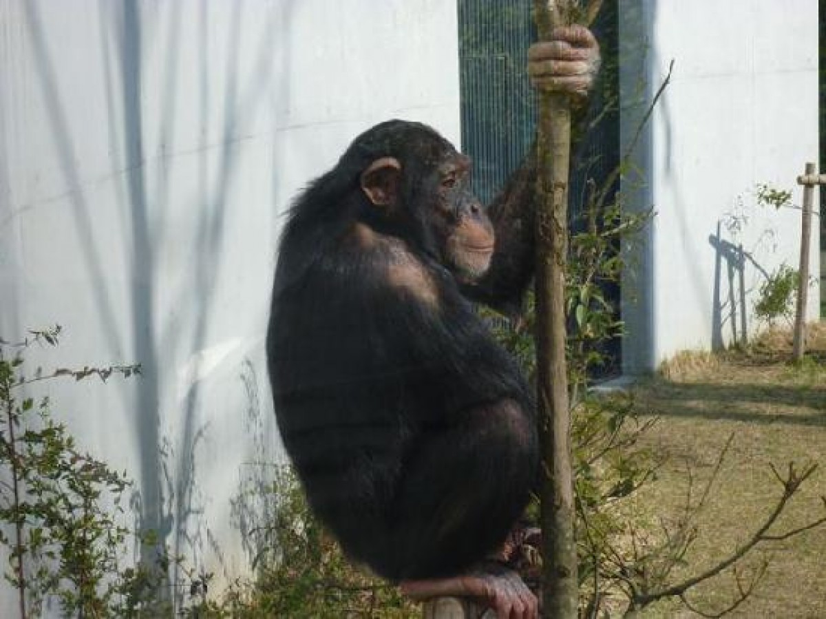 動物