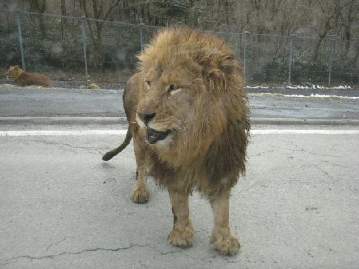 動物