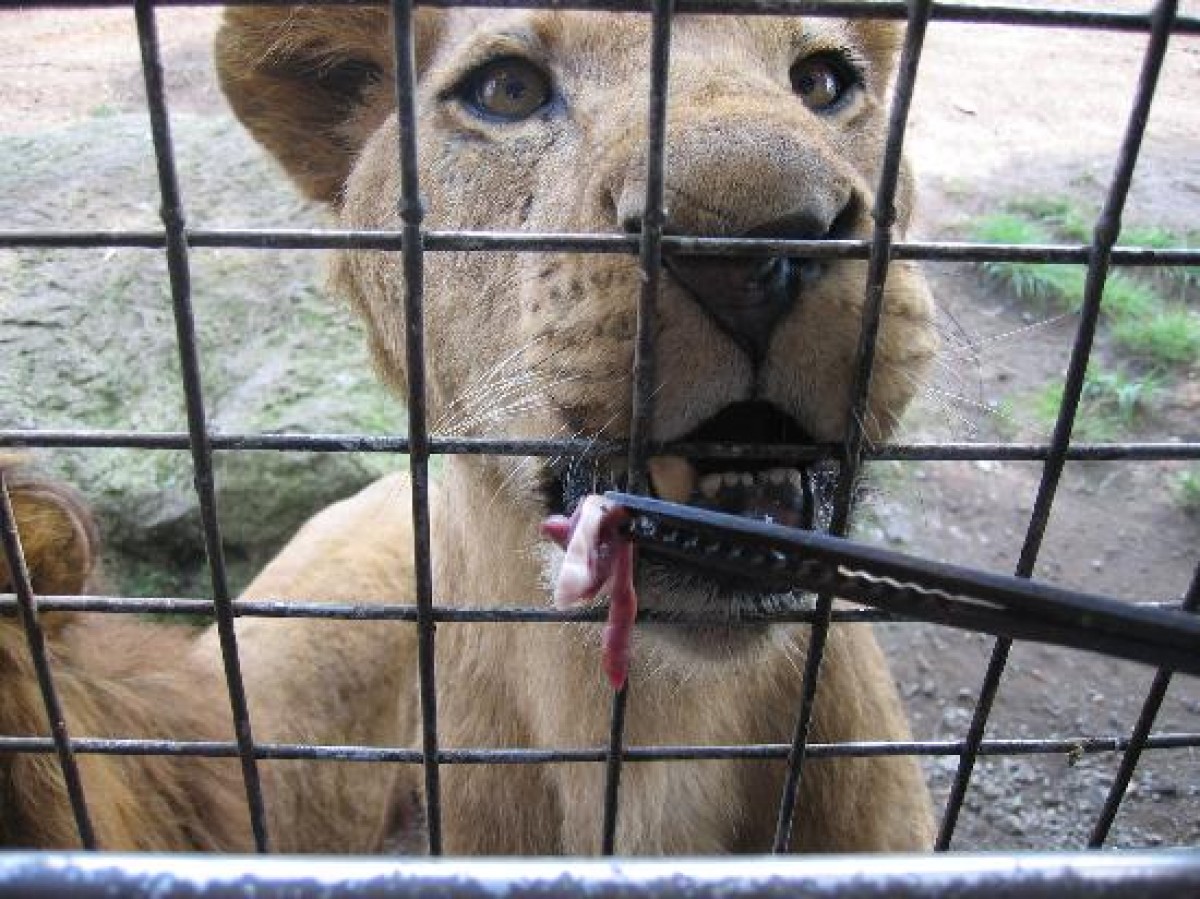動物