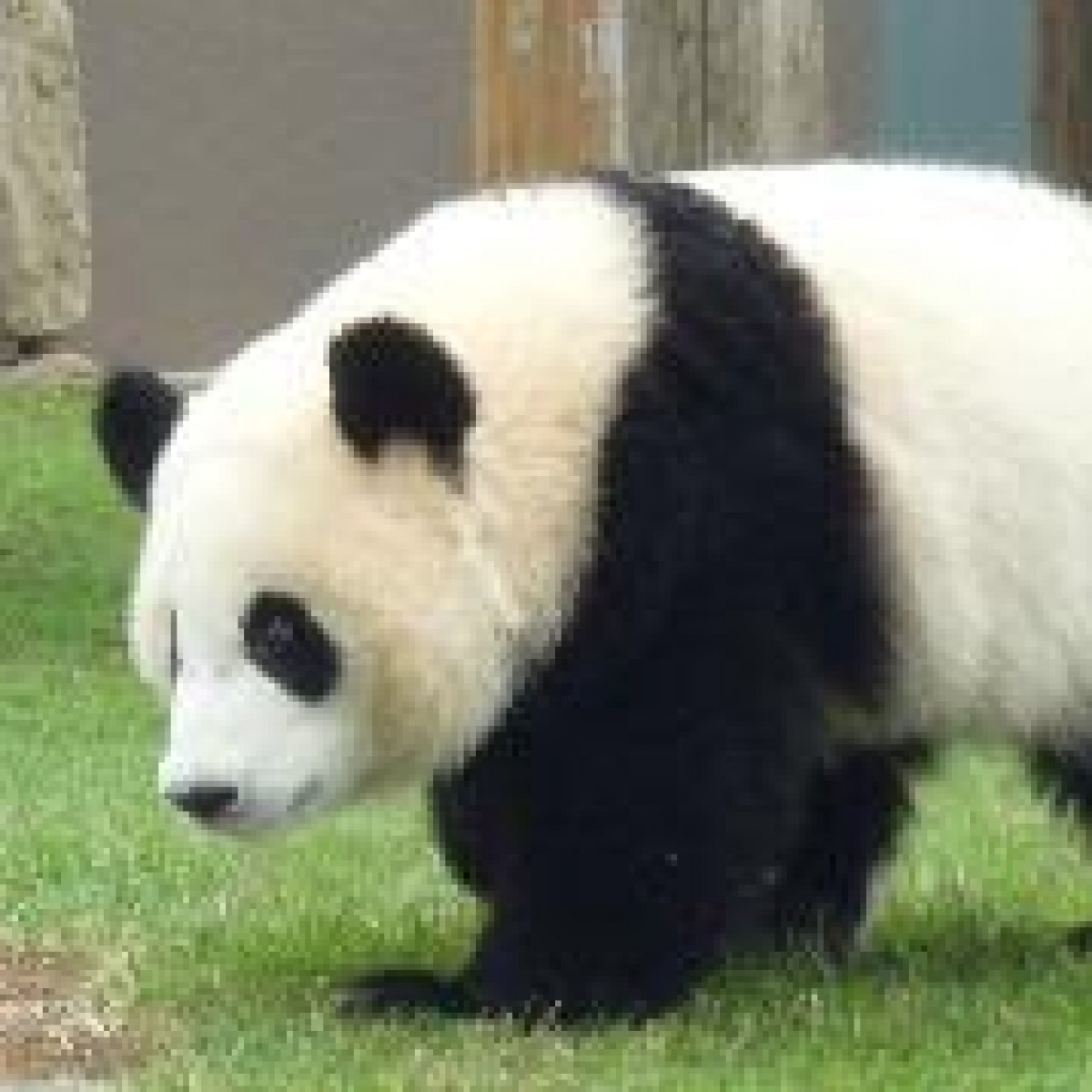 動物