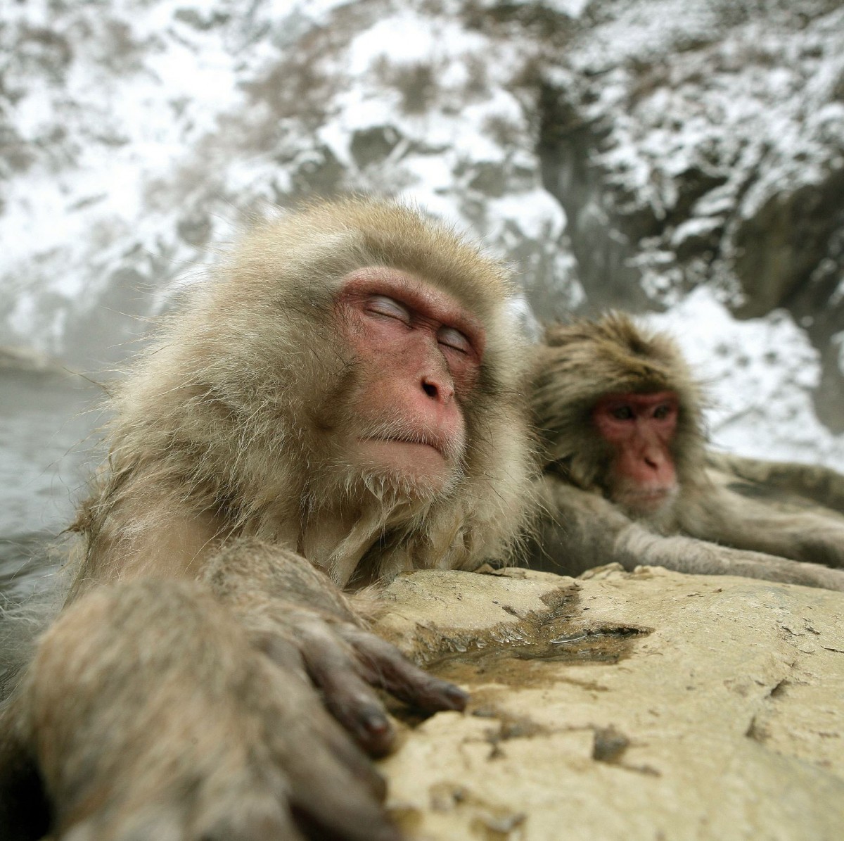 動物