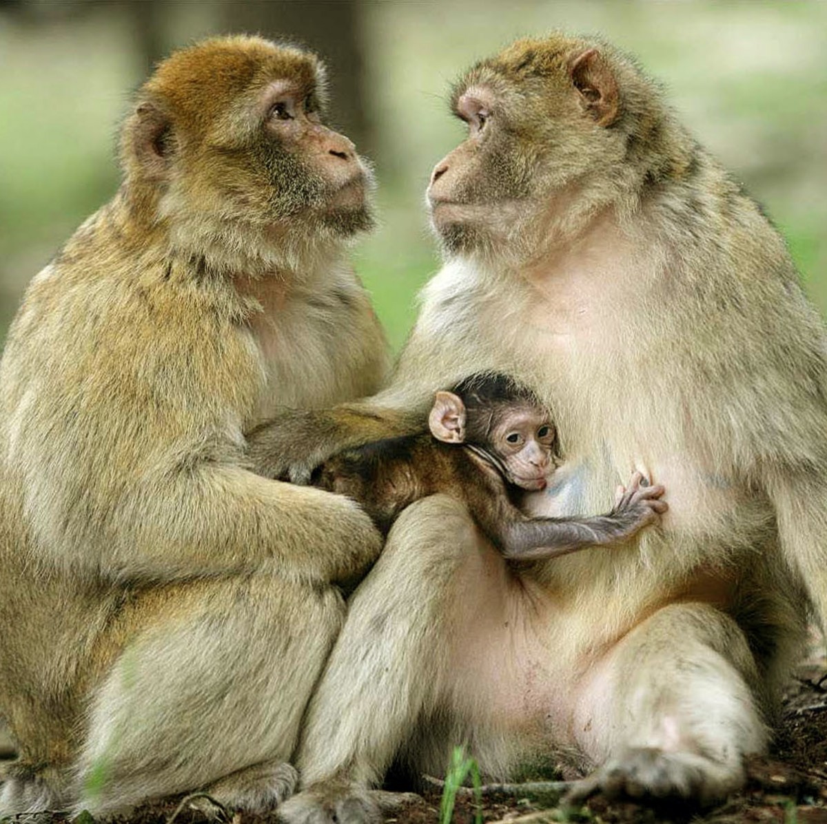 動物