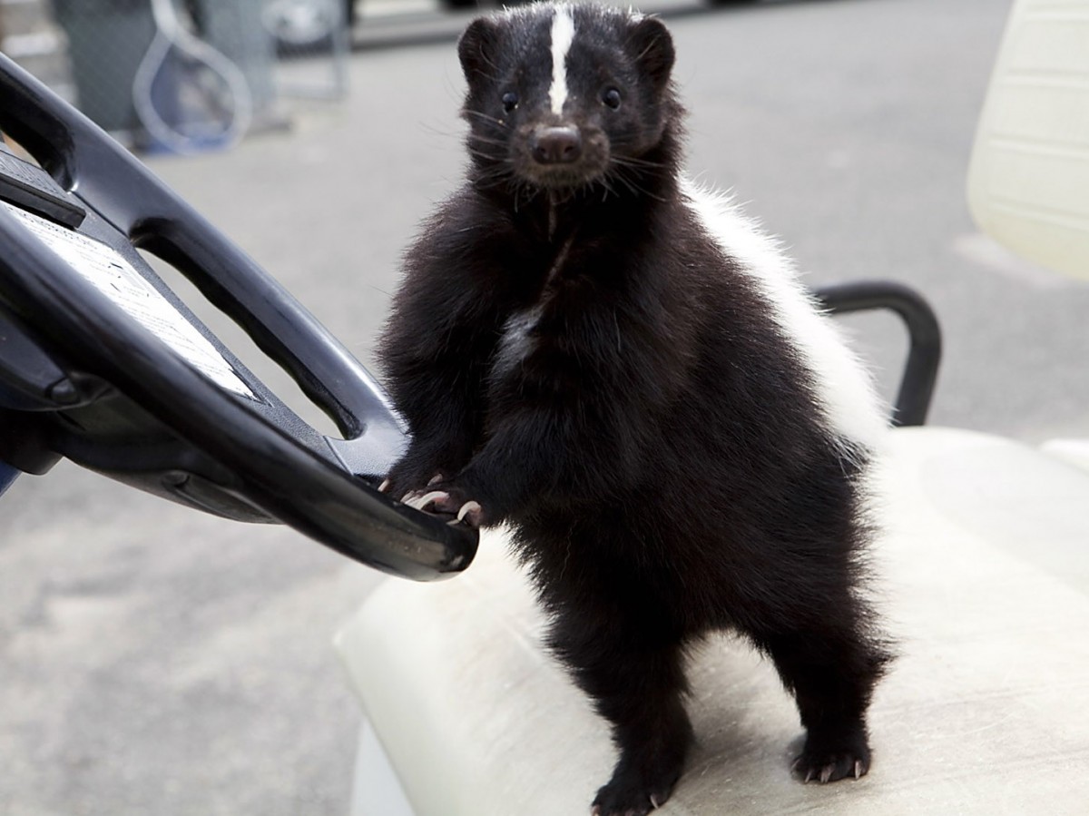 動物