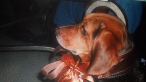 レディー・ガガの家族、愛犬のアリスが天国へ