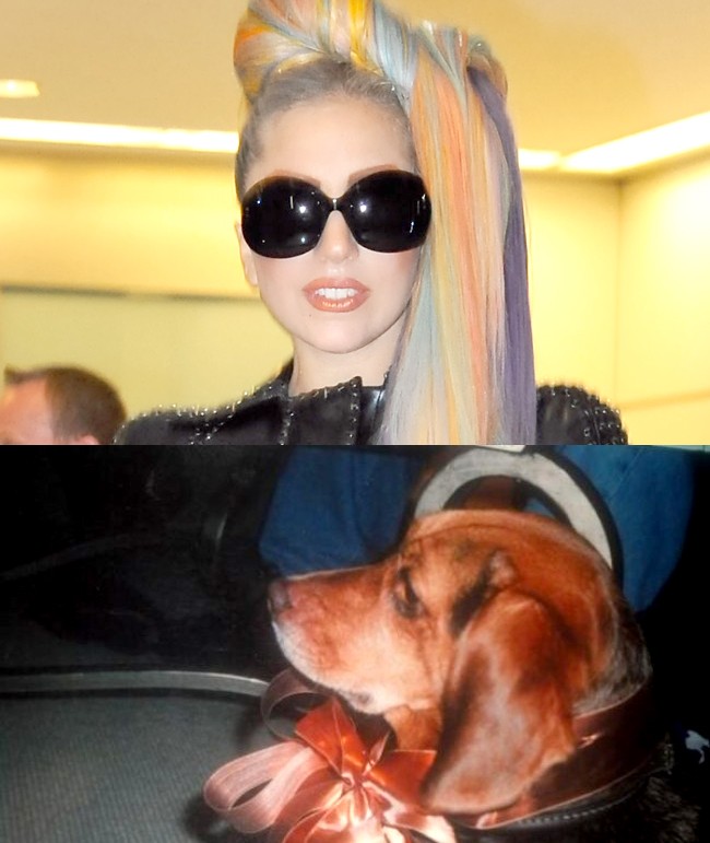 レディー ガガ 家族の愛犬の死去に悲しみのツイート 13年10月31日 セレブ ゴシップ ニュース クランクイン