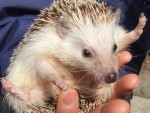 簡単に飼えて最強にかわいいとペットとして注目されている“ハリネズミ”