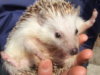 簡単に飼えて最強にかわいいとペットとして注目されている“ハリネズミ”