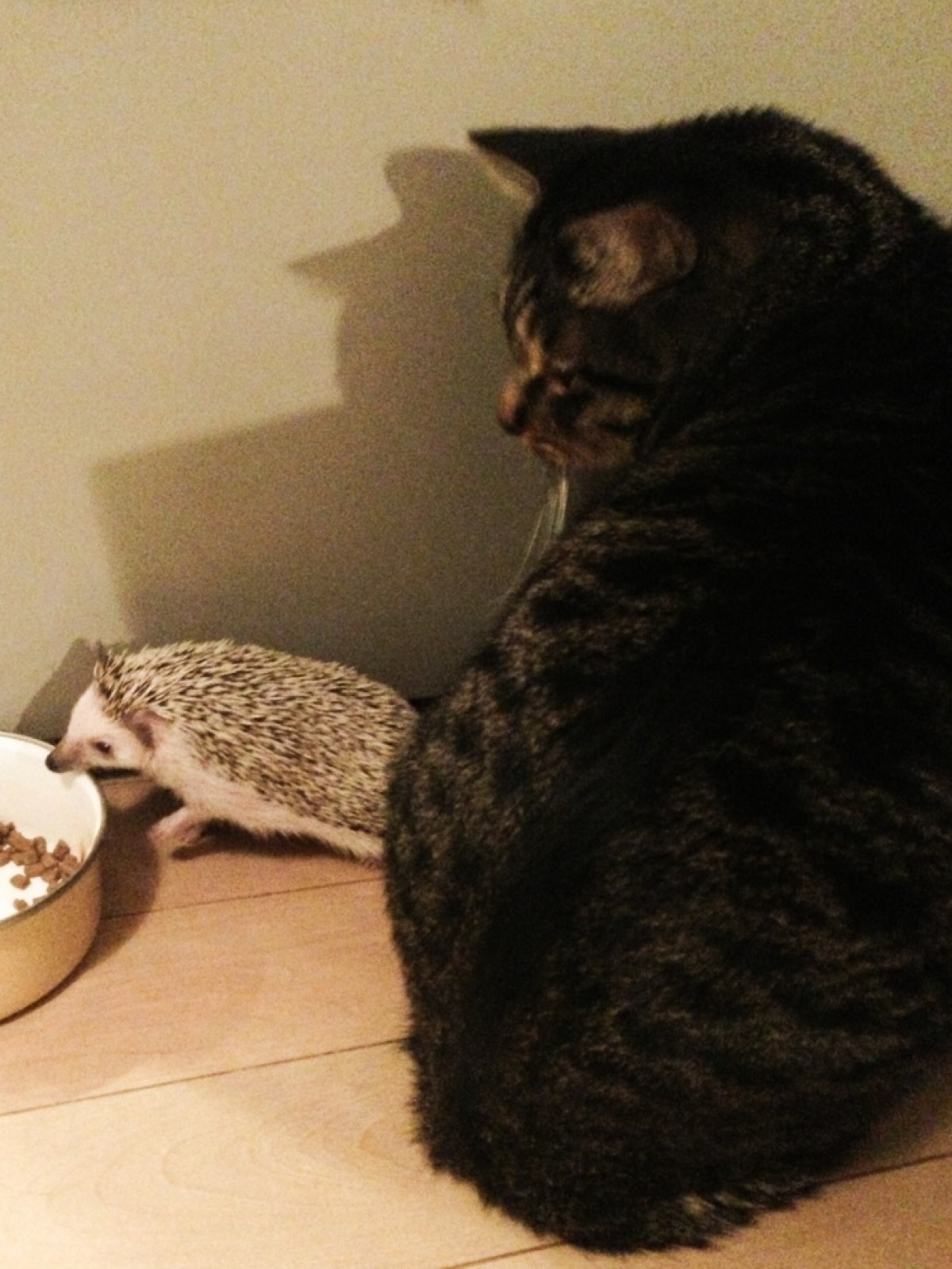 注目の最強ペットは？　一人暮らしでも簡単に飼える！