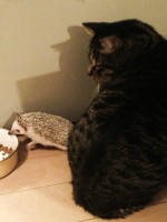 猫と一緒に飼うこともできるハリネズミ