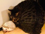 猫と一緒に飼うこともできるハリネズミ