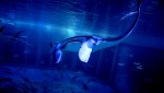 映画を観ながら美ら海水族館を体感！