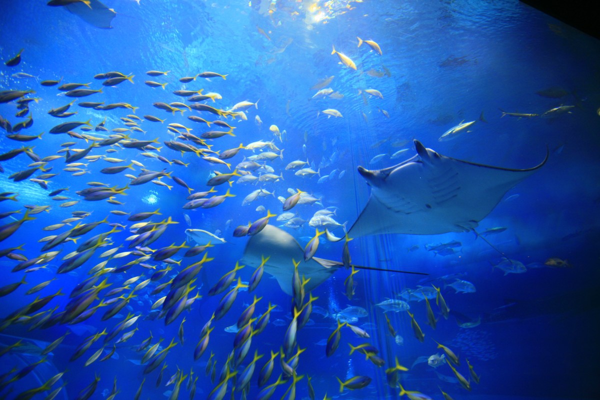 映画を観ながら美ら海水族館を体感！