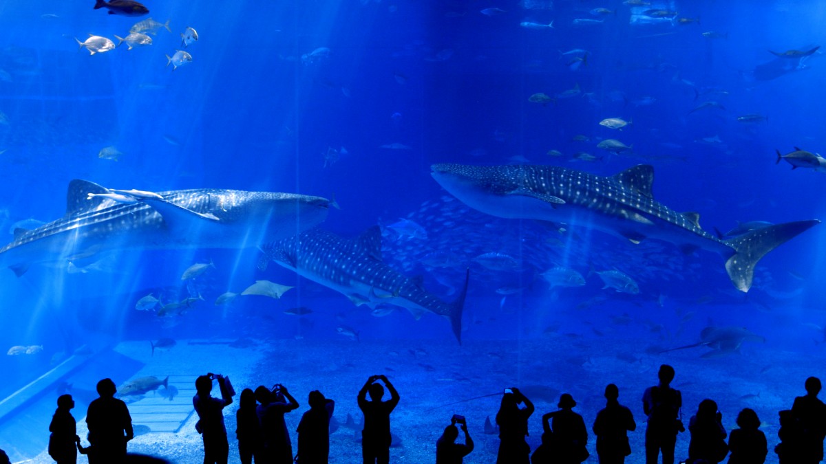 沖縄の人気観光スポット「沖縄美ら海水族館」全面協力の映画公開決定